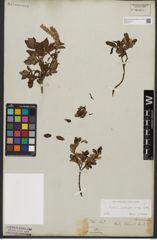 Foto von Salix waldsteiniana Willd.